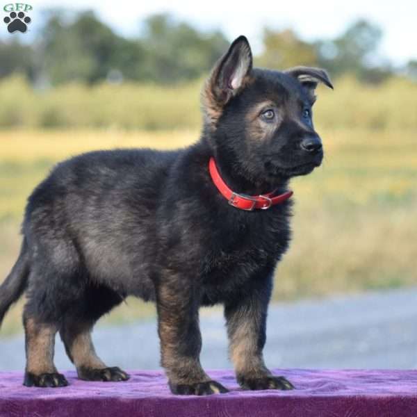 Ottis, German Shepherd Puppy